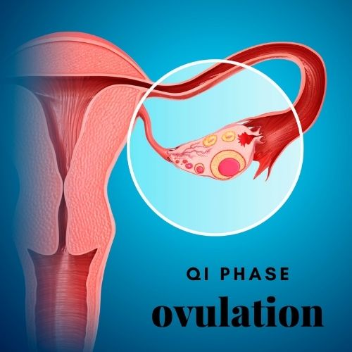 Encouraging Healthy Ovulation to Support Fertility