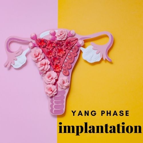 Supporting Implantation so that Pregnancy Can Occur