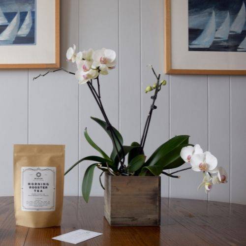 Morning Rooster Tea: Herbal Blend for Male Reproductive Health - Wisdom of the Womb